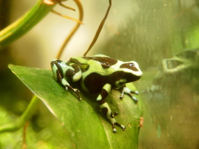 [The small frog sits on a leaf. It has patterns across its body and legs which alternate between light green and black.]